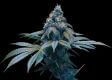 Kush Dreams Kush Dreams