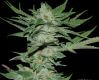 Sour Krypt