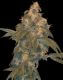 Super Lemon OG
