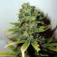 Super Skunk