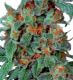 Orange Bud
