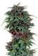 Durban Poison