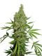 White Widow x The Ultimate