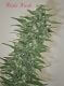 Rishi Kush