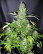 Master Kush x Skunk