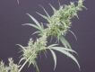 Neville's Haze x Mango