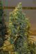 NL5 x Haze