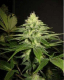 NL5 x Skunk
