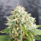 Little Stilton Auto Little Stilton Auto
