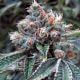 Fire OG BX3