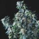 Amnesia Gold Amnesia Gold