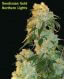 Northern Lights