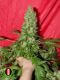 Chronic